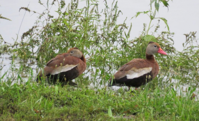 Black-bellied Whistling-Ducks at Holmes Lake, Lancaster Co 7 Sep 2018 by Michael Willison.