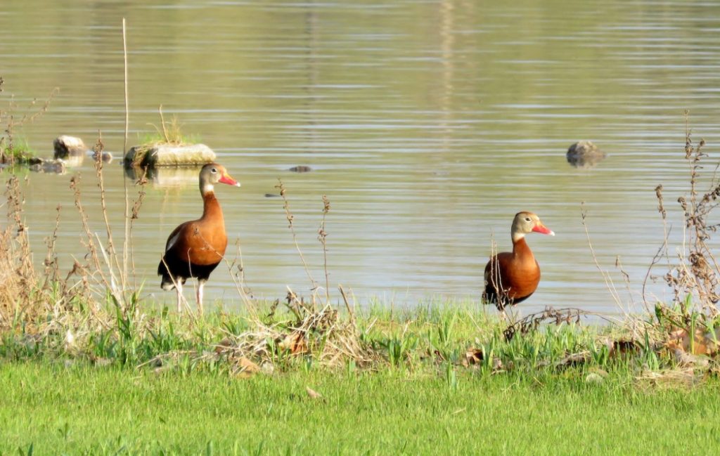 Black-bellied Whistling-Ducks at Memphis SRA, Saunders Co 15 Apr 2017 by Michael Willison.