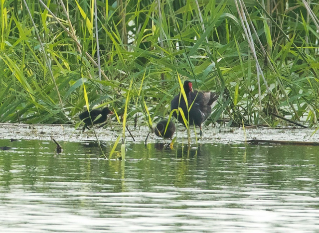 Common Gallinule adult and chicks at Niobrara Confluence WMA, Knox Co 11 Aug 2019 by Paul Roisen