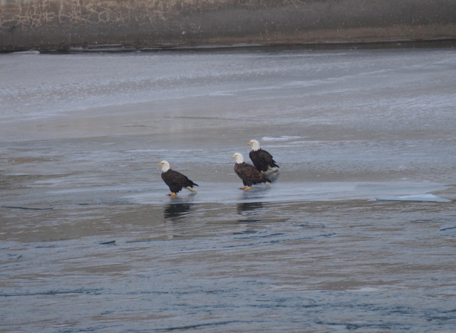 Adult Bald Eagles at Lake Ogallala, Keith Co 10 Jan 2015 by Joel Jorgensen