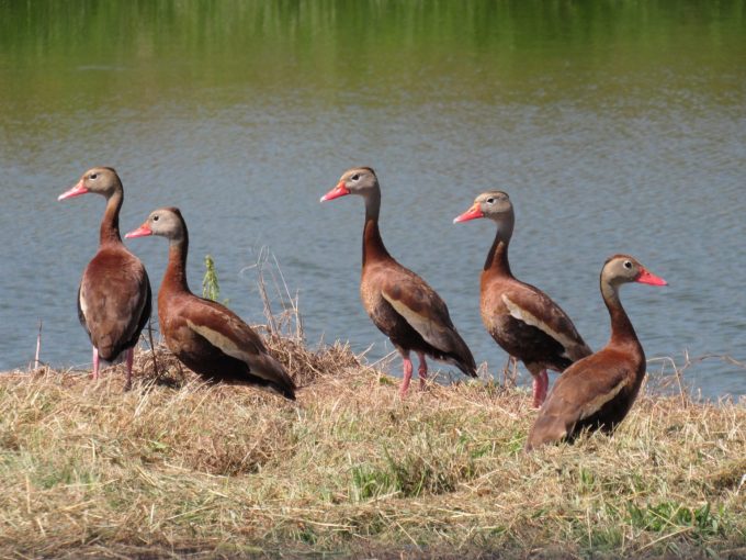 Black-bellied Whistling-Ducks in Colfax County 13 Aug 2025 by Joel G. Jorgensen