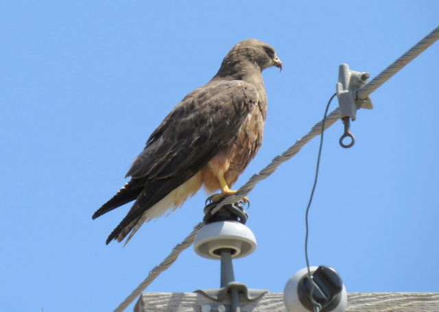 Swainson's Hawk (rufous morph) in Fillmore Co 3 May 2014 by Joel Jorgensen