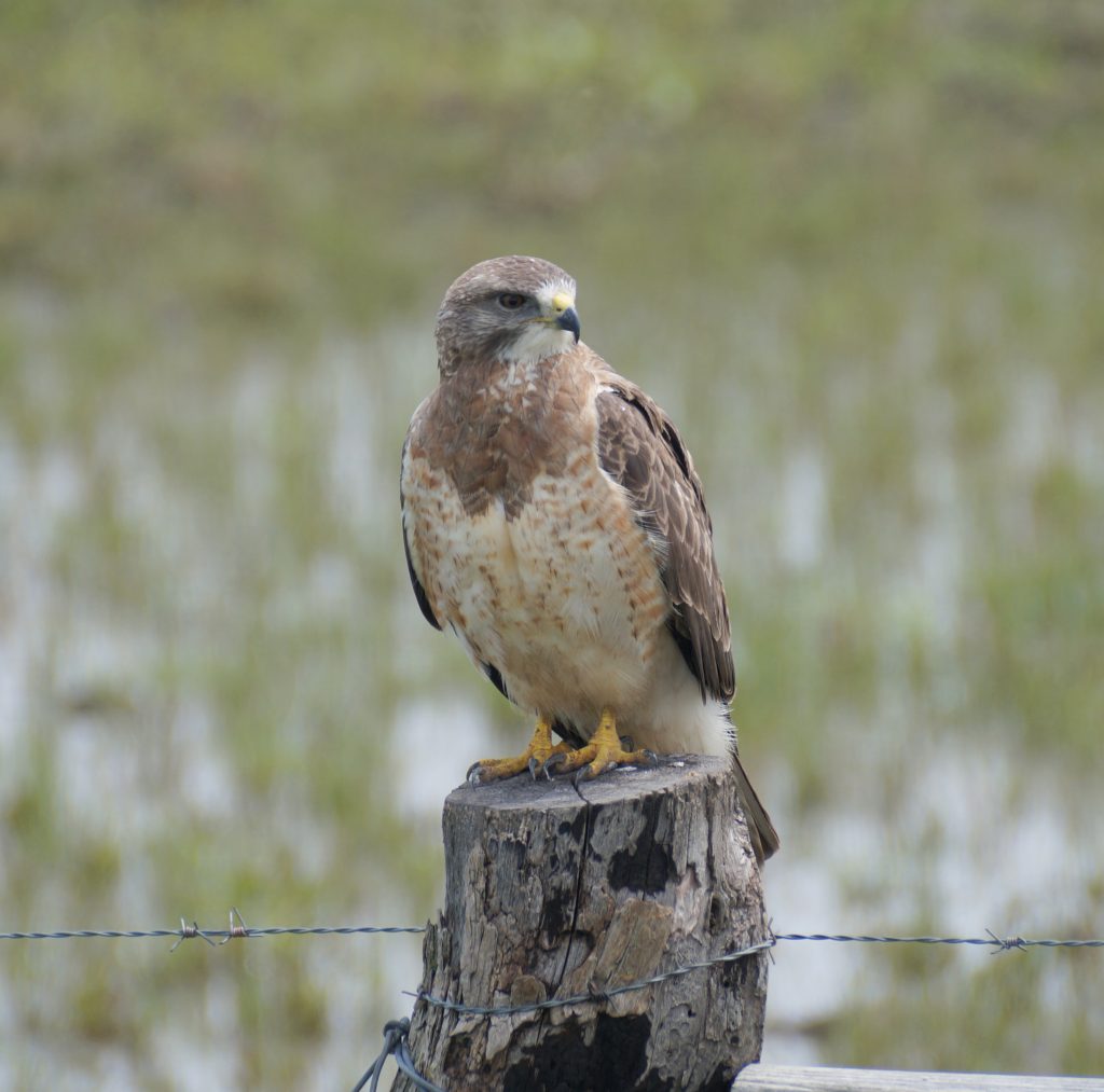Swainson's Hawk (light morph) at Straightwater WMA, Seward Co 17 May 2016 by Joel Jorgensen