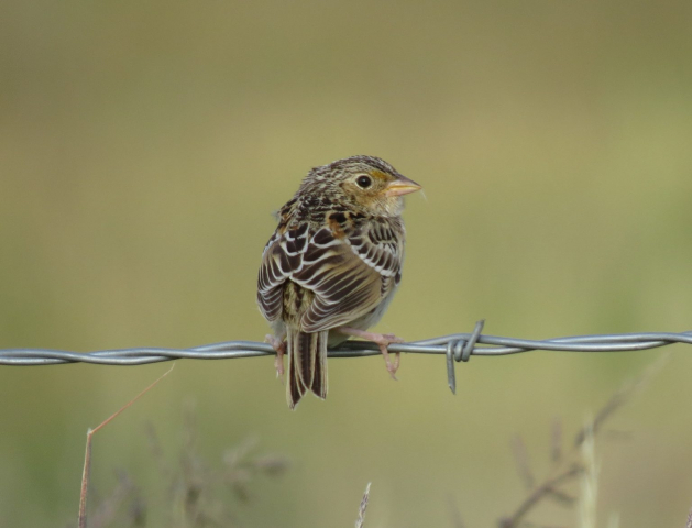 Grasshopper Sparrow in southwest Nebraska 15 July 2014 by Joel Jorgensen