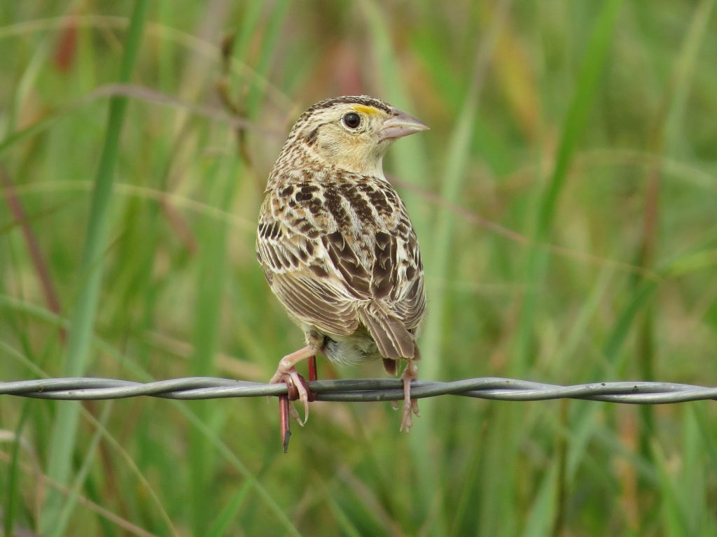 Grasshopper Sparrow in Frontier Co 19 Jun 2014 by Joel Jorgensen