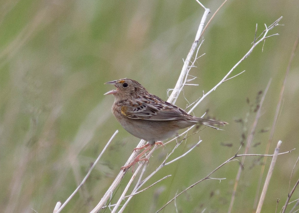 Grasshopper Sparrow at Redtail WMA, Butler Co 24 May 2020 by Stephen Brenner