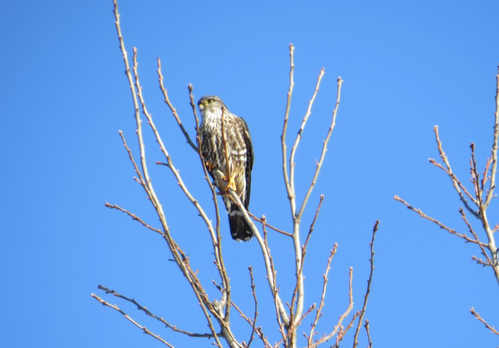 Merlin at Mahoney State Park, Cass Co 17 Jan 2018