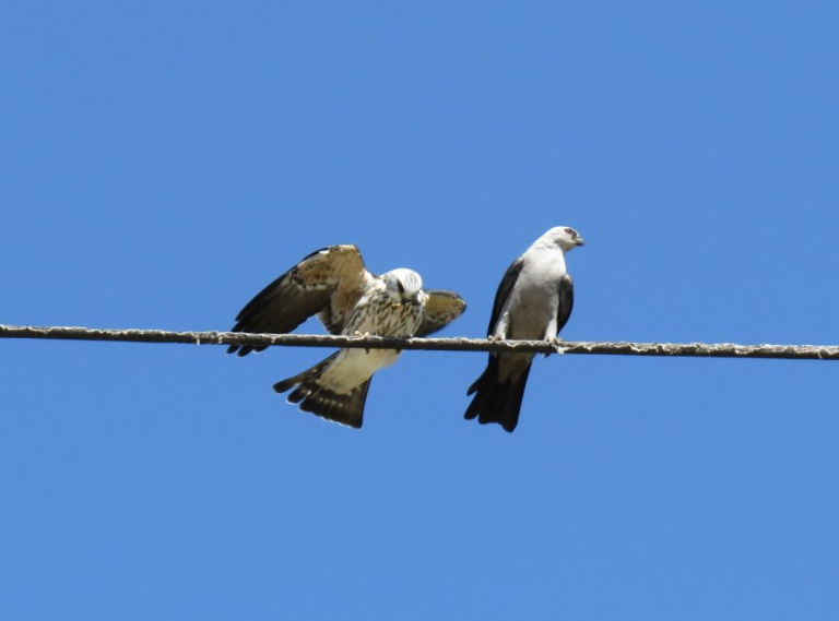 Adult (right) and juvenile Mississippi Kites in Ogallala, Keith Co 24 Aug 2014 by Joel Jorgensen