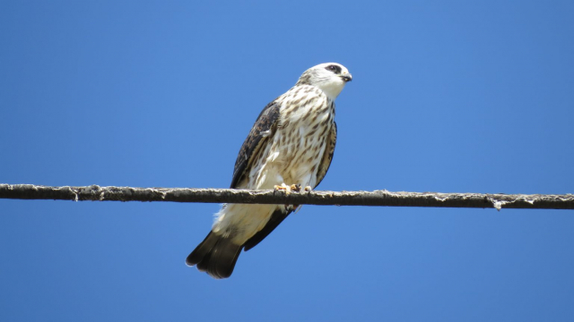Juvenile Mississippi Kite in Ogallala, Keith Co 24 Aug 2014 by Joel Jorgensen