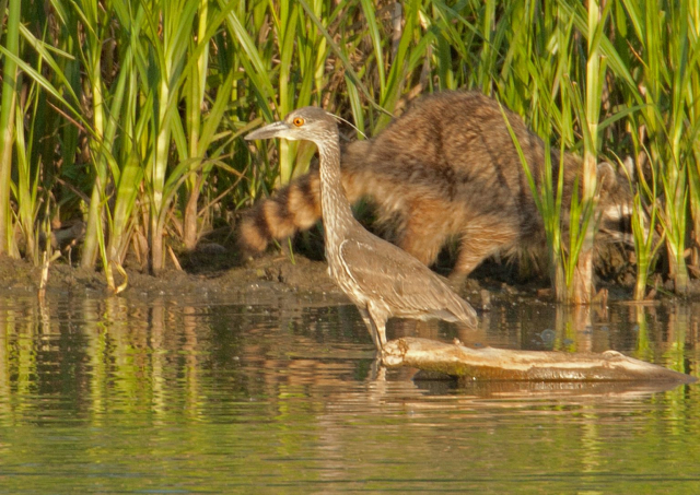 Immature Yellow-crowned Night-Heron on 28 May 2006 by Phil Swanson