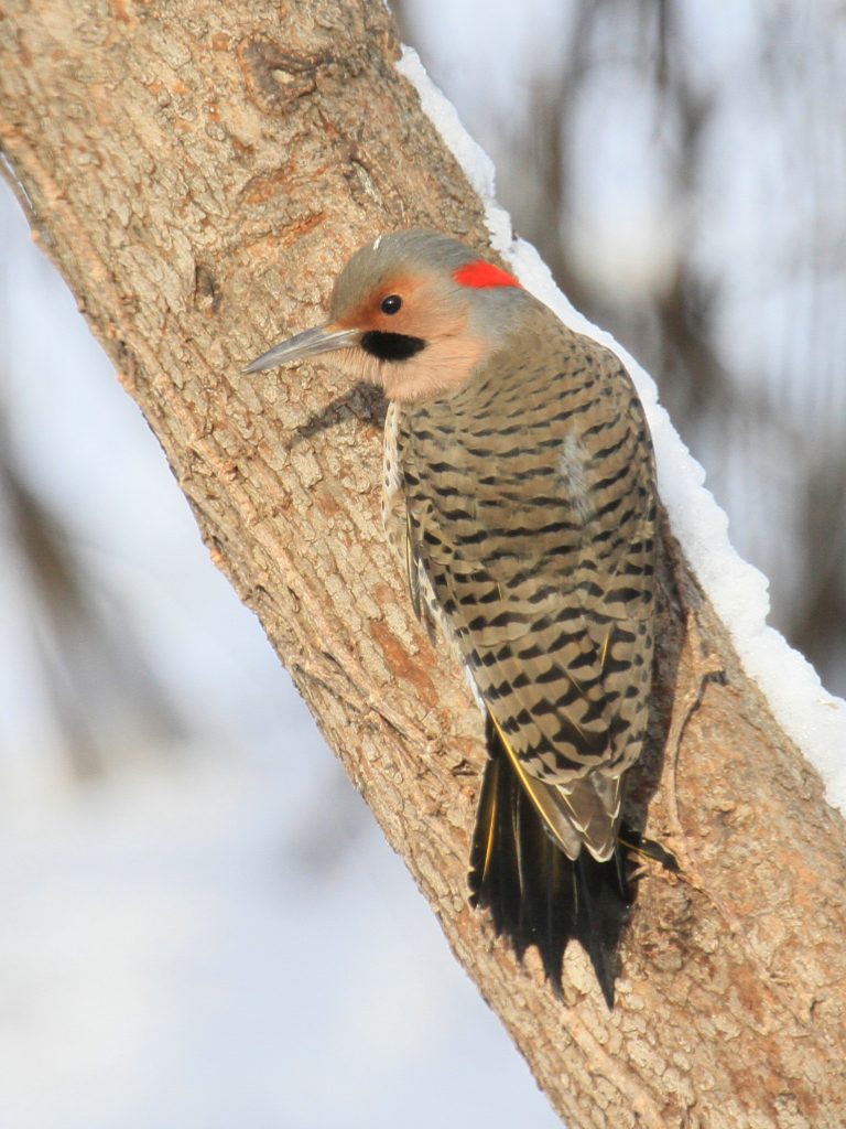 Northern Flicker in eastern Nebraska 25 Dec 2012.  This is a typical YSFL.  Photo by Phil Swanson.