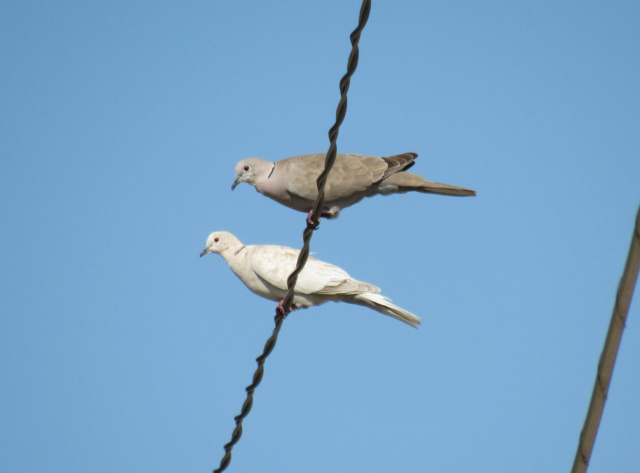 A typical and a pale (rear) Eurasian Collared-Dove in Nebraska 26 Jun 2019 by Joel Jorgensen.