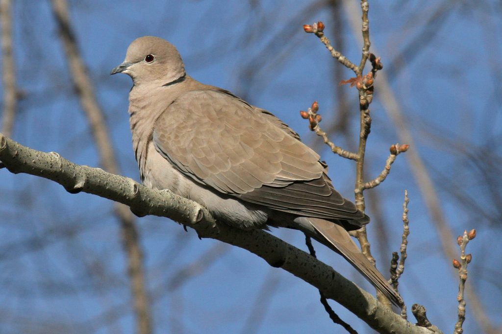Eurasian Collared-Dove in Nebraska 22 Nov 2007 by Phil Swanson.