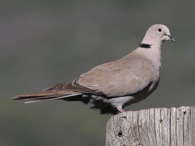 Eurasian Collared-Dove in Nebraska 27 July 2007 by Phil Swanson.
