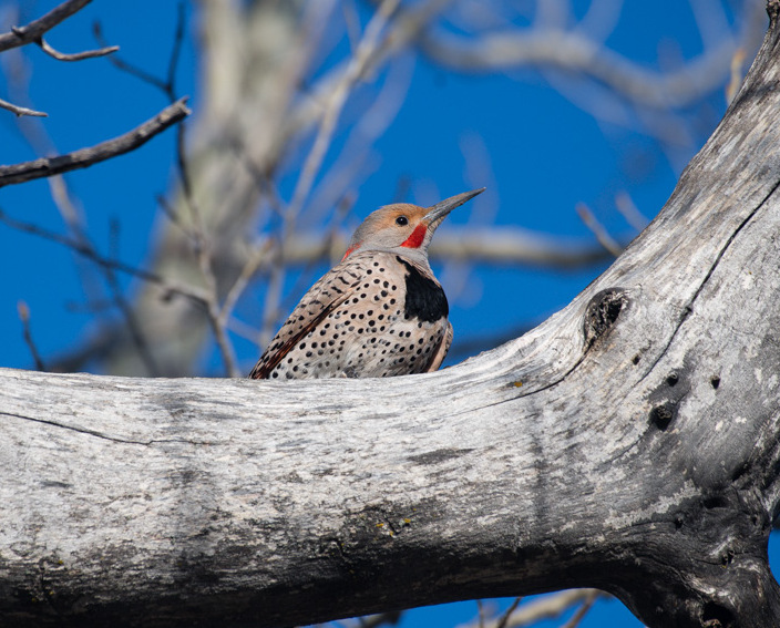 Male Northern Flicker intergrade at Walgren Lake SRA, Sheridan Co 23 Apr 2019.  The bird appears similar to a "red-shafted" flicker, but note the red nape crescent.  The brown around the eye is also a little more extensive than a typical "red-shafted" flicker.    Photo courtesy of Nebraskaland, Nebraska Game and Parks Commission.