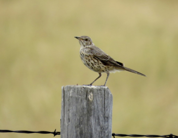 Sage Thrasher in Kimball Co 7 Sep 2015 by Michael Willison