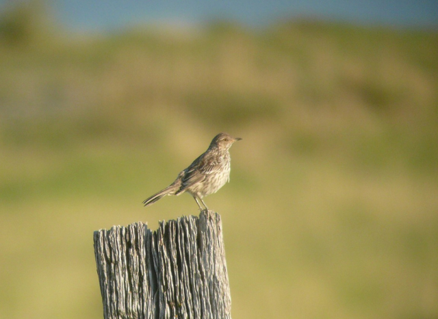 Sage Thrasher in Kimball Co 26 Jul 2013 by Michael Willison