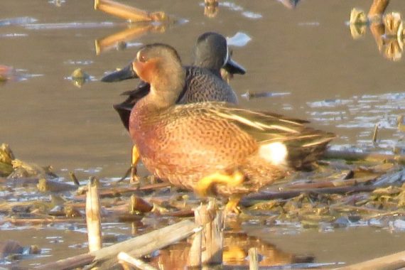 Blue-winged x Cinnamon Teal (hybrid) in Knox Co 4 Apr 2020 by Mark Brogie. Note absence of spots on breast and flanks.