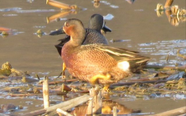 Blue-winged x Cinnamon Teal (hybrid) in Knox Co 4 Apr 2020 by Mark Brogie. Note absence of spots on  breast and flanks.