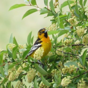 Bullock’s x Baltimore Oriole (hybrid) in Keith Co 20 May 2017 by Noah Arthur