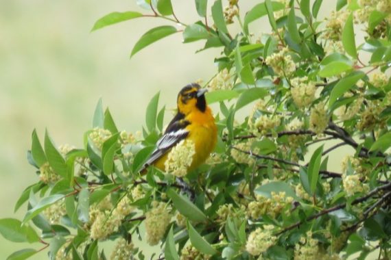 Bullock’s x Baltimore Oriole (hybrid) in Keith Co 20 May 2017 by Noah Arthur
