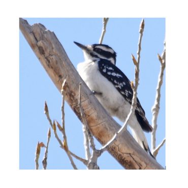 Downy x Hairy Woodpecker (hybrid) at Scottsbluff, Scotts Bluff Co 21 Apr 2020 by Steven Mlodinow