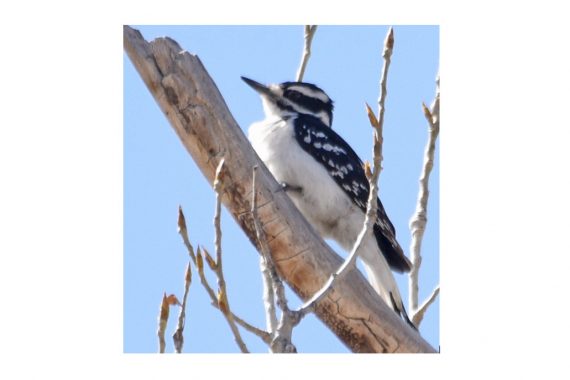Downy x Hairy Woodpecker (hybrid) at Scottsbluff, Scotts Bluff Co 21 Apr 2020 by Steven Mlodinow