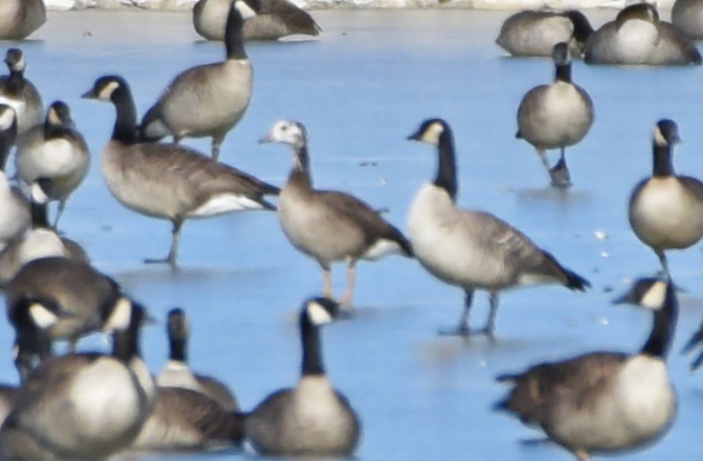 Photograph (top) of a Greater White-fronted Goose x Cackling Goose (hybrid) in Dundy Co 26 Dec 2020 by Steve Mlodinow. Note pinkish legs and small size.