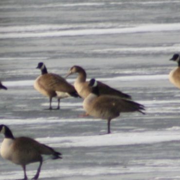 Greater White-fronted x Canada Goose (hybrid) at Carter Lake, Douglas Co 12 Jan 2014 by Sam Manning