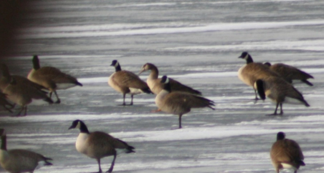 Greater White-fronted x Canada Goose (hybrid) at Carter Lake, Douglas Co 12 Jan 2014 by Sam Manning