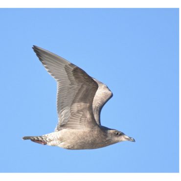 Herring x Glaucous-winged Gull (hybrid) at Lake Ogallala, Keith Co 9 Dec 2020 by Steve Mlodinow