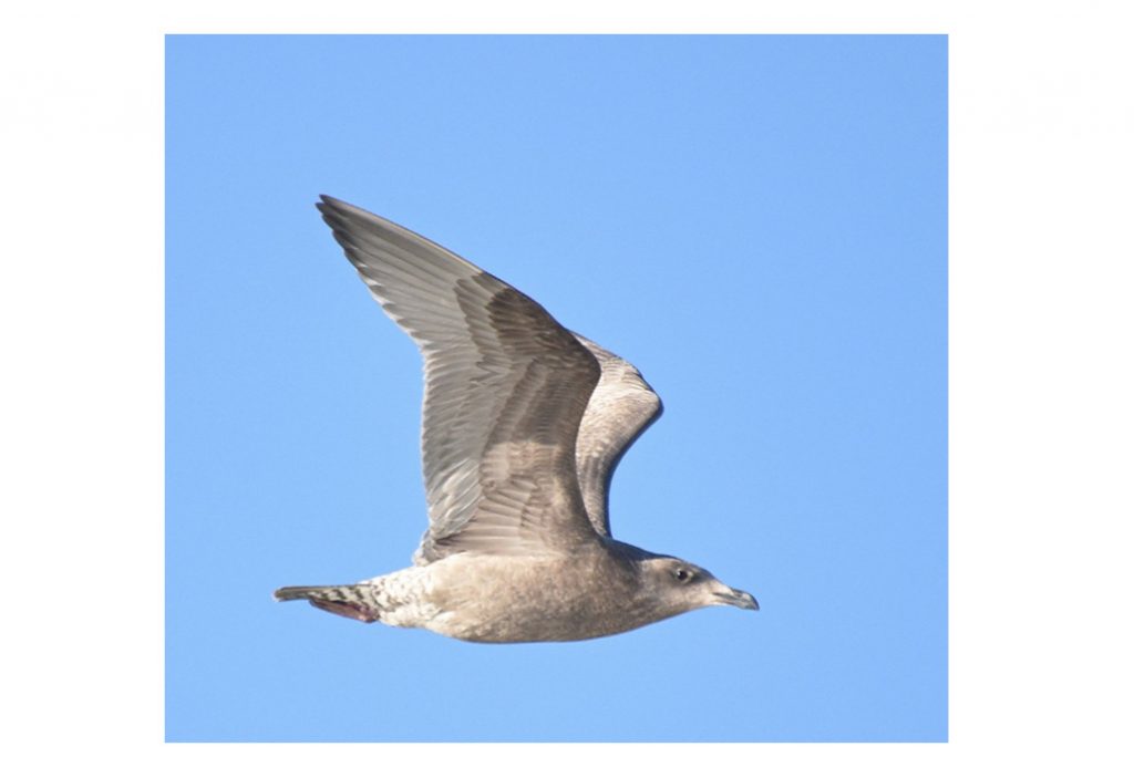 Herring x Glaucous-winged Gull (hybrid) at Lake Ogallala, Keith Co 9 Dec 2020 by Steve Mlodinow