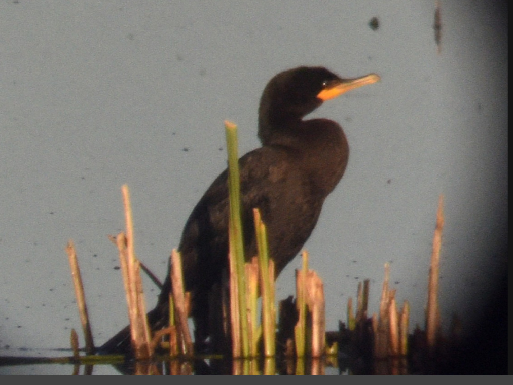 Double-crested x Neotropic Cormorant (hybrid) at Crescent Lake National Wildlife Refuge, Garden Co 2 Sep 2020 by Steven Mlodinow