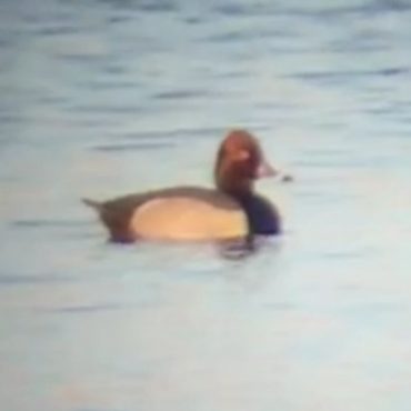 Redhead x Ring-necked Duck (hybrid) at Flanagan Lake, Douglas Co 4 Apr 2020 by Sam Manning