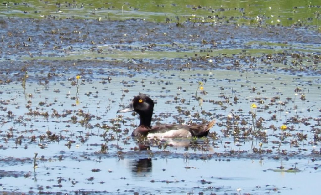 Ring-necked x Tufted Duck (hybrid) in northeastern Cherry Co 10 Jul 2019 by Paul Timm