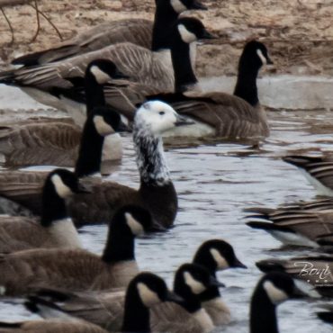 Ross’s x Cackling Goose (hybrid) with Cackling Geese in Dawson Co 10 Feb 2019 by Boni Edwards