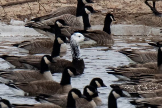 Ross’s x Cackling Goose (hybrid) with Cackling Geese in Dawson Co 10 Feb 2019 by Boni Edwards