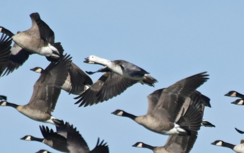Ross’s x Cackling Goose (hybrid) with Cackling Geese in Dundy Co 16 Nov 2020 by Steven Mlodinow