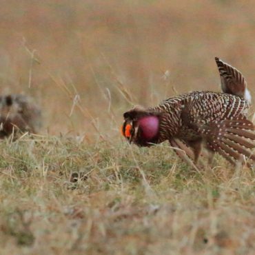 Sharp-tailed Grouse x Greater Prairie-Chicken (hybrid) in Hall Co 9 Apr 2019 by Rita Flohr