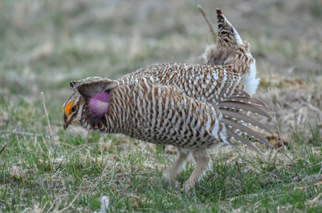 Sharp-tailed Grouse x Greater Prairie-Chicken (hybrid) at Valentine National Wildlife Refuge, Cherry Co 30 Mar 2020 by Amiel Hopkins