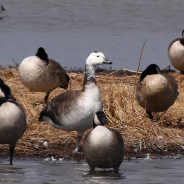 Snow x Cackling Goose hybrids near Minatare, Scotts Bluff Co 26 Mar 2020 by Steve Mlodinow. The grin patch and size larger than associating Cackling Geese (right center) but similar to associating small Canada Geese (parvipes) (top left, right rear) are apparent.