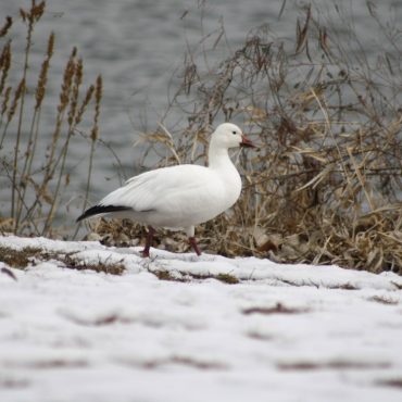 Snow x Ross’s Goose (hybrid) at Carter Lake, Douglas Co 3 Mar 2013 by Sam Manning
