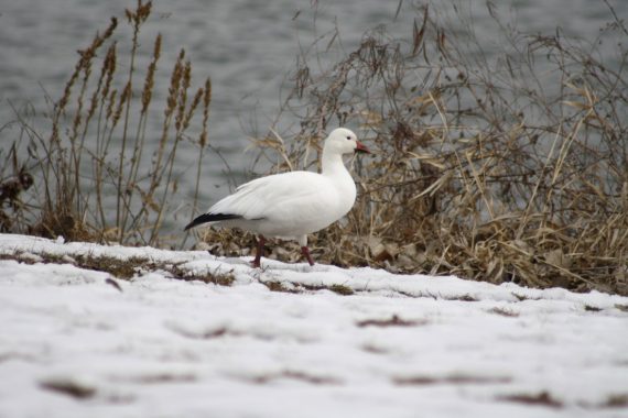 Snow x Ross’s Goose (hybrid) at Carter Lake, Douglas Co 3 Mar 2013 by Sam Manning