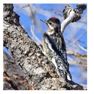 Yellow-bellied x Red-naped Sapsucker (hybrid) at Roscoe, Keith Co 9 Dec 2020 by Steve Mlodinow