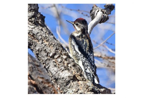 Yellow-bellied x Red-naped Sapsucker (hybrid) at Roscoe, Keith Co 9 Dec 2020 by Steve Mlodinow