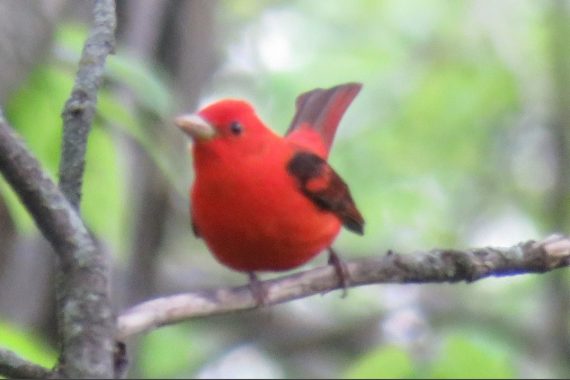 putative Summer x Scarlet Tanager by Michael Willison 18 May 2020