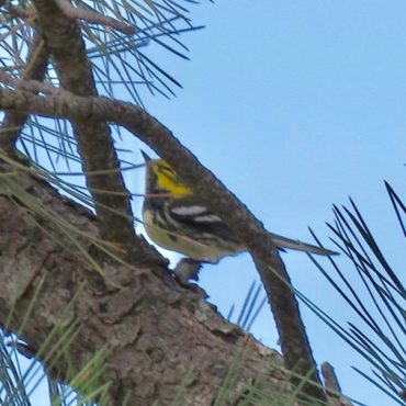 Townsend’s x Black-throated Green Warbler (hybrid) at Wildcat Hills Nature Center, Scotts Bluff Co 31 Aug 2018 by Mark A. Brogie