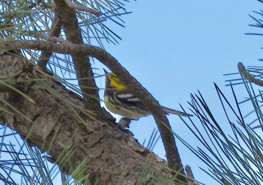 Townsend’s x Black-throated Green Warbler (hybrid) at Wildcat Hills Nature Center, Scotts Bluff Co 31 Aug 2018 by Mark A. Brogie