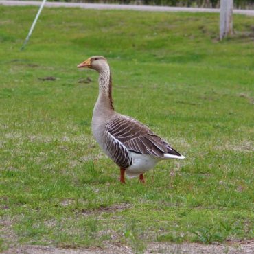 Swan Goose x Graylag Goose (hybrid) at Fremont Lakes SRA, Dodge Co 7 May 2019 by Charlotte Croshaw