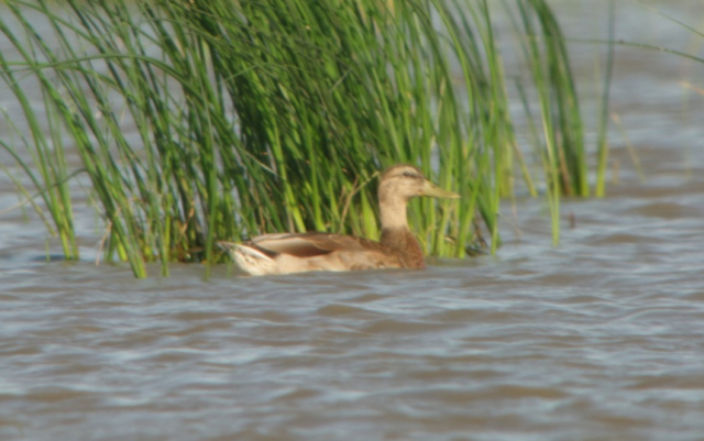 An apparent male Mallard x Mexican Duck (hybrid) at Harvard WPA, Clay Co 20 Jul 2013 by Paul Dunbar; its identification was confirmed by Steven Mlodinow